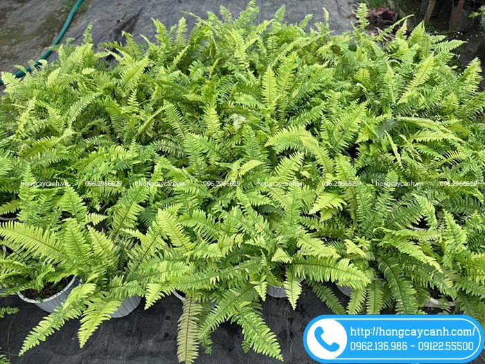 Vườn dương xỉ cẩm thạch tại Hà Nội