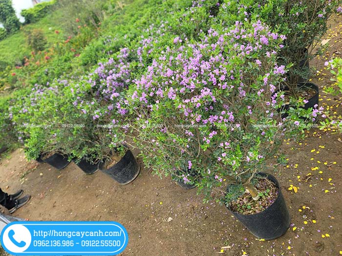 Vườn cây linh sam hoa tím