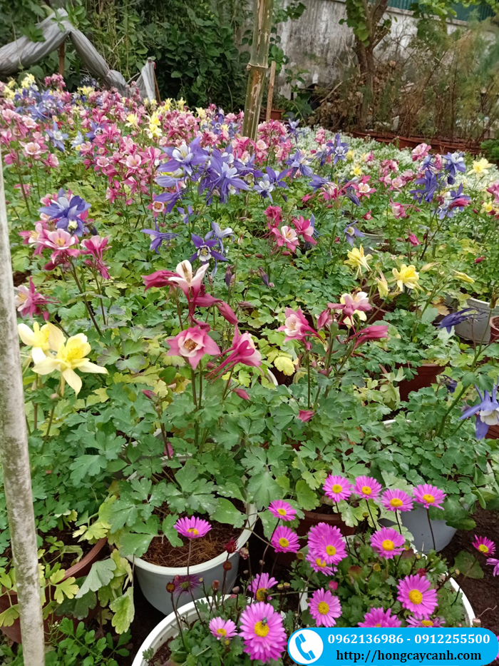 Nhà vườn chuyên cung cấp hoa bồ câu số lượng lớn