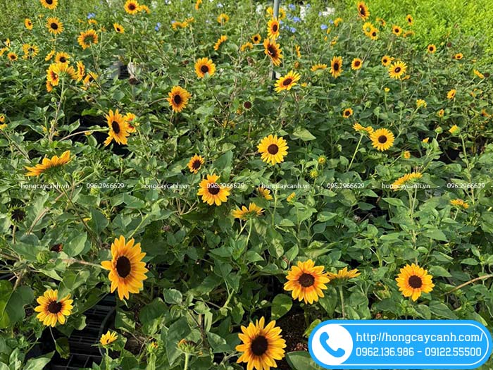 Vườn hoa hướng dương thân gỗ