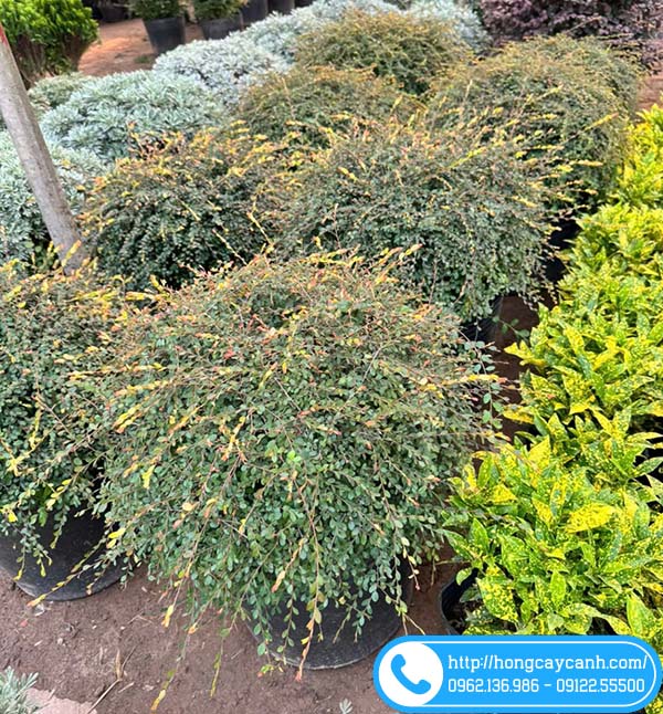 Bí quyết để cây sơn liễu có tán tròn đẹp và xanh mướt