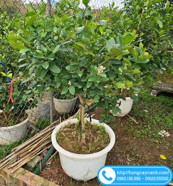 Cách trồng và chăm sóc cây chanh các loại ra quả sai trĩu cành