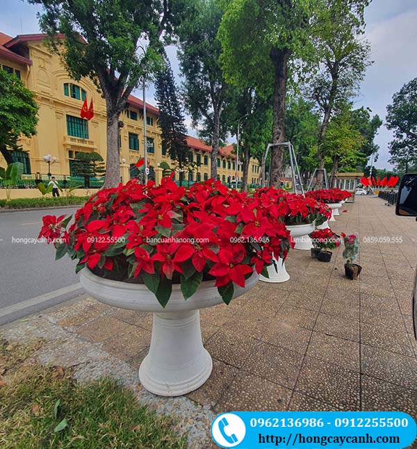 Đơn vị cung cấp chậu ly trắng, hoa trang trí và dịch vụ trồng cây tại Hà Nội