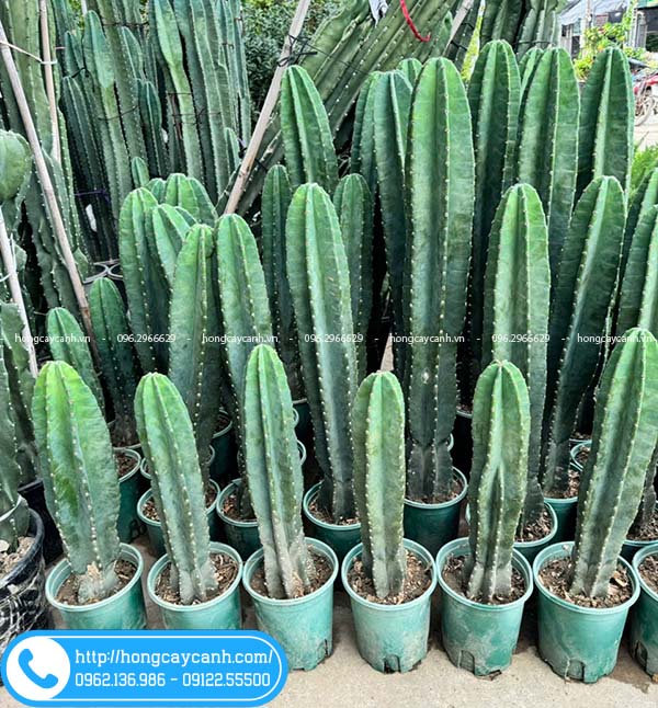 Hướng Dẫn Trồng và Chăm Sóc Cây Xương Rồng Thanh Sơn Đúng Cách