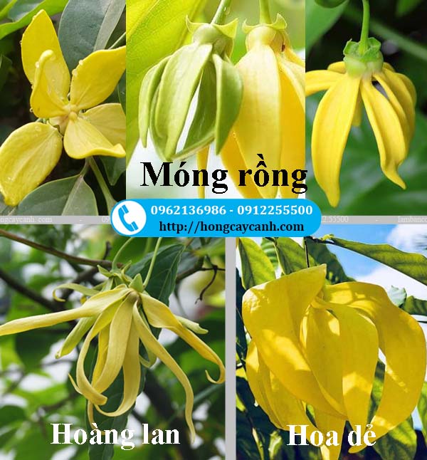 Phân biệt cây Móng Rồng, cây hoàng lan và cây hoa dẻ