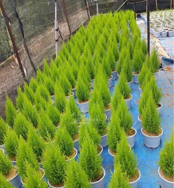 Tuổi Thân nên trồng cây Trắc Bách Diệp