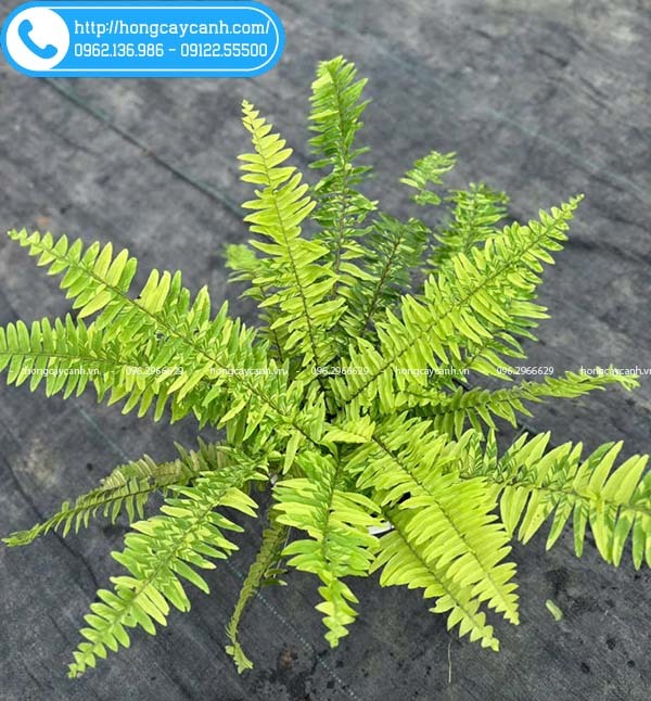 Cây Dương Xỉ Cẩm Thạch