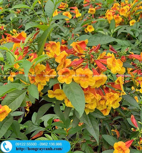 Cây hoa Hoàng Yến - Chuông Cam