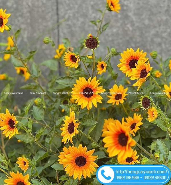 Cây Hướng Dương Thân Gỗ