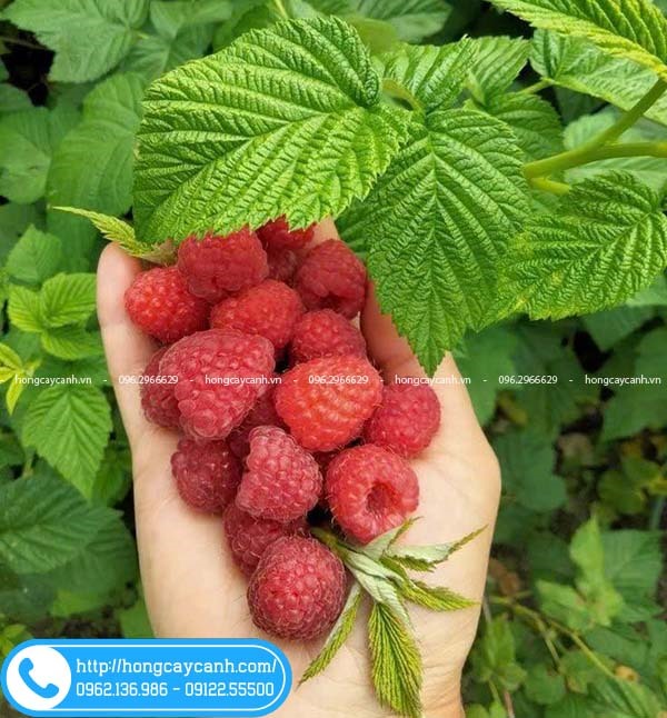 Cây Mâm Xôi Đỏ