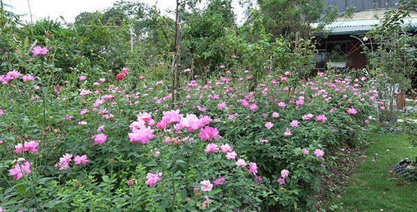Bán hoa hồng quế - loài hoa bình dị và thơm ngát